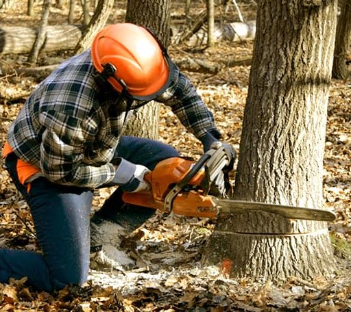 Tree Removal in Forestdale, RI